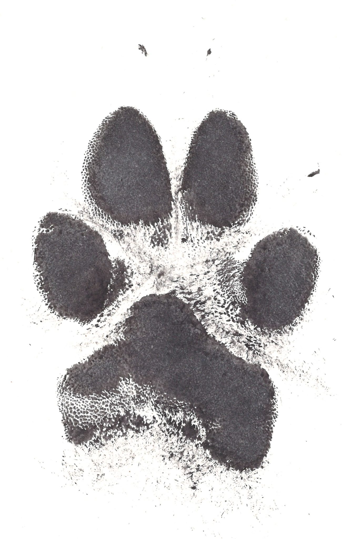 Ink Paw Print Edenhills Pet Cremation A lifetime of unconditional love