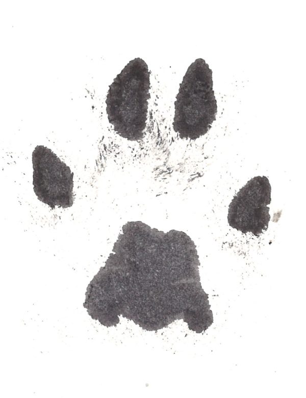 Cat Paw Print