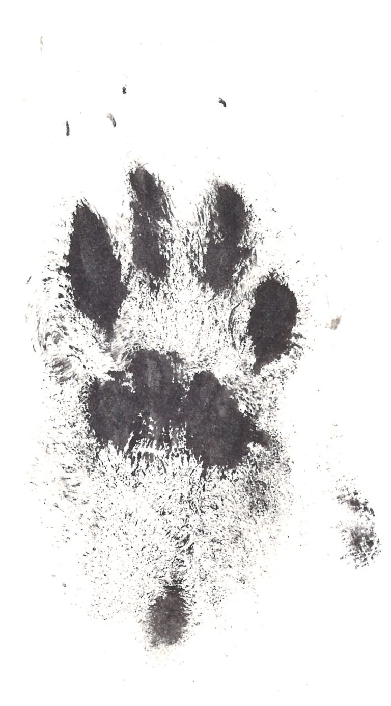 ink pad for dog paw print
