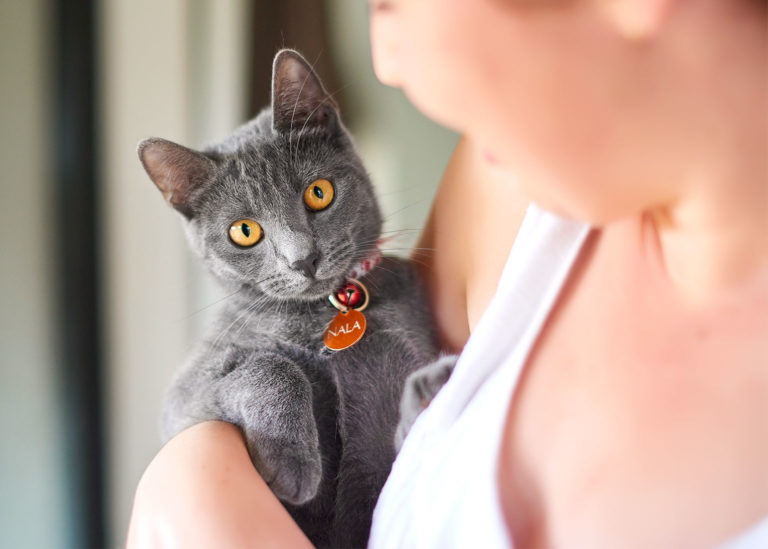 A close-up of a Russian Blue cat being held by a woman out of focus.